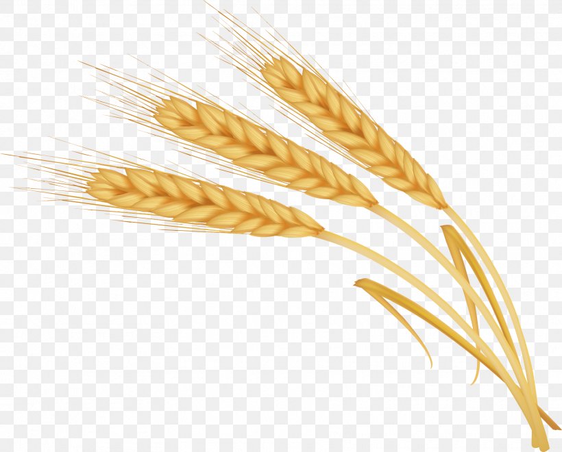 Barley, PNG, 1765x1422px, Barley, Cereal, Cereal Germ, Commodity, Emmer Download Free