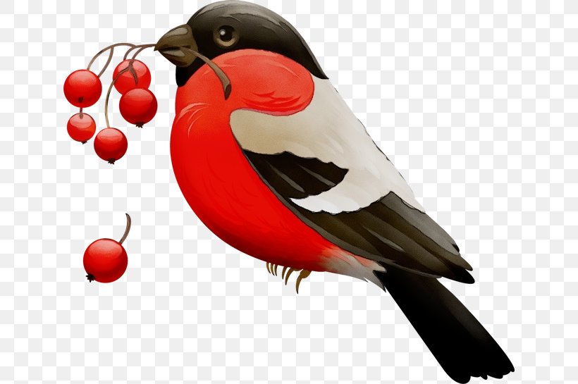 Bird Beak Perching Bird Piciformes Parrot, PNG, 640x545px, Watercolor, Beak, Bird, Paint, Parrot Download Free