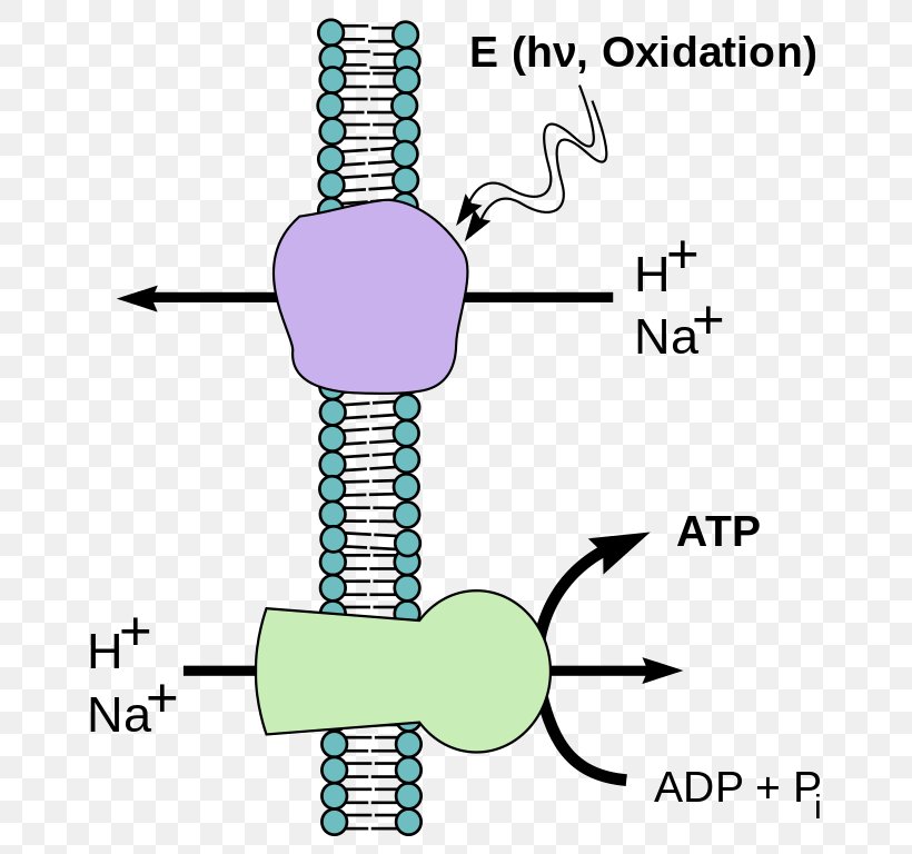 Chemiosmosis Phosphorylation Energy Diffusion, PNG, 689x768px, Chemiosmosis, Adenosine Diphosphate, Adenosine Triphosphate, Area, Atp Synthase Download Free