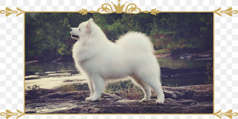 German Spitz Klein Samoyed Dog German Spitz Mittel American Eskimo Dog Japanese Spitz Png 1900x959px German