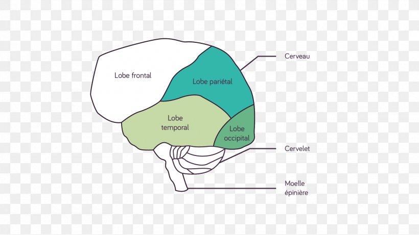 Human Brain Chemistry Visual Perception, PNG, 1920x1080px, Human Brain, Area, Axon, Brain, Brand Download Free