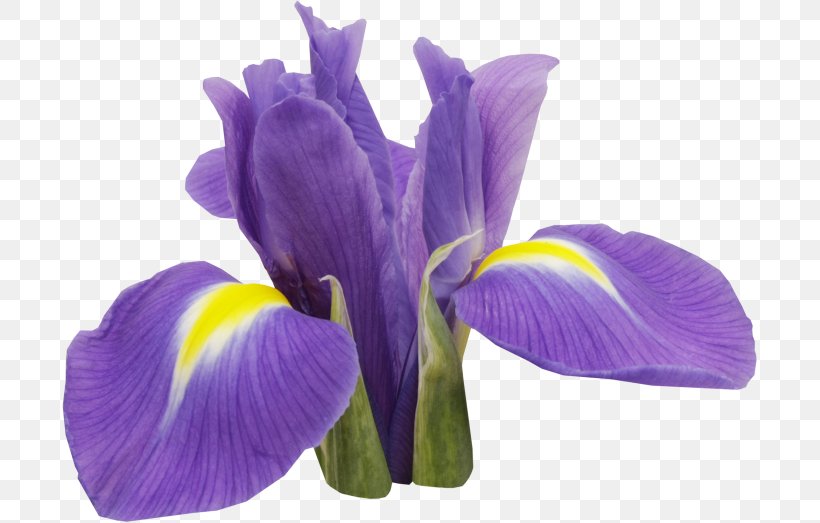 Orris Root Irises Flower, PNG, 695x523px, Orris Root, Author, Flower, Flowering Plant, Iris Download Free
