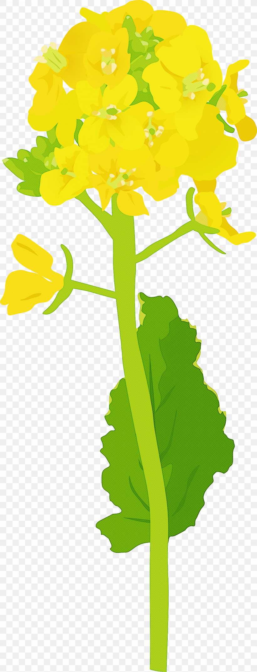 Plant Leaf Yellow Flower Plant Stem, PNG, 1148x3000px, Plant, Flower, Herbaceous Plant, Leaf, Pedicel Download Free
