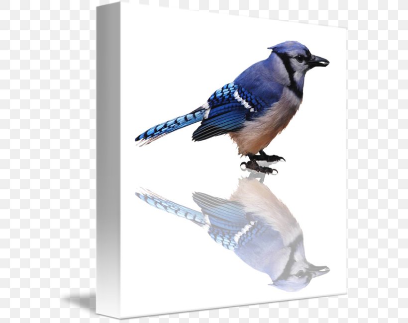 Blue Jay Cobalt Blue Feather Beak, PNG, 589x650px, Blue Jay, Beak, Bird, Blue, Bluebird Download Free
