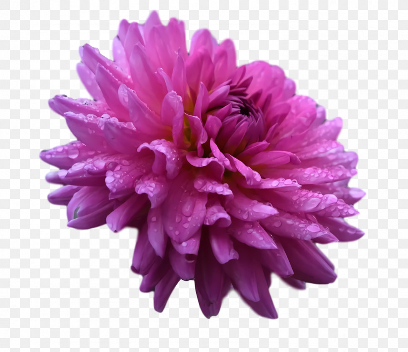 Dahlia Chrysanthemum Aster Petal Plants, PNG, 1482x1280px, Dahlia, Aster, Biology, Chrysanthemum, Petal Download Free