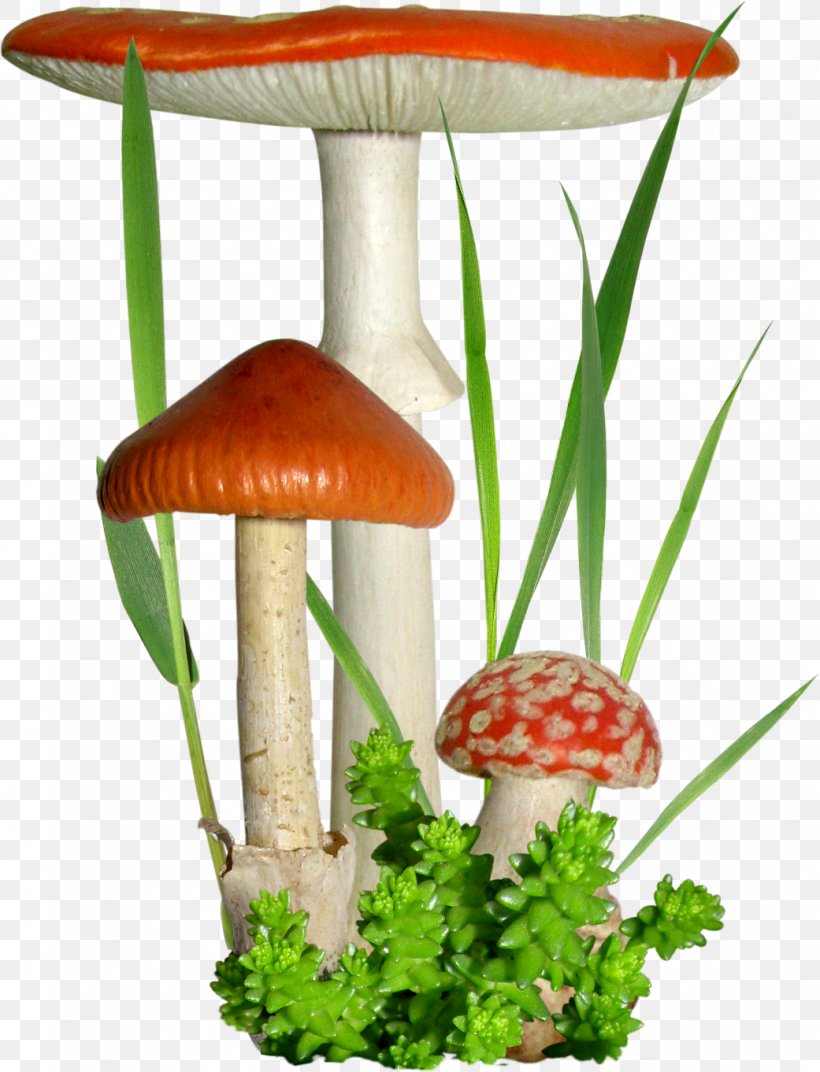 Mushroom Fungus Flower Clip Art, PNG, 1041x1362px, Mushroom, Alejate, Autumn, Blog, Flower Download Free