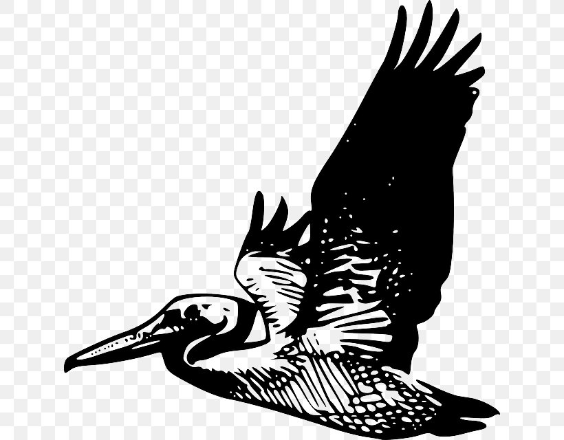 Pelican Clip Art, PNG, 634x640px, Pelican, Art, Beak, Bird, Bird Of Prey Download Free