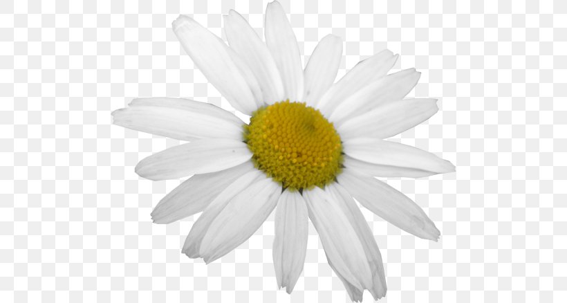 Common Daisy Oxeye Daisy Photography Daisy Family Flower, PNG, 500x438px, Common Daisy, Argyranthemum Frutescens, Chamaemelum Nobile, Chamomile, Chrysanthemum Download Free