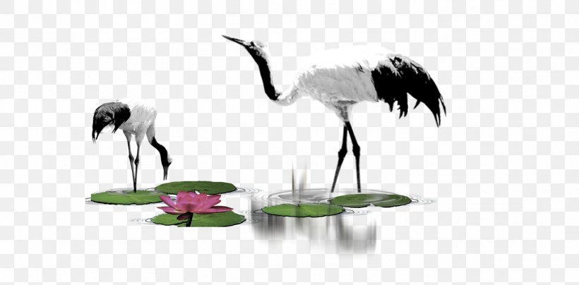 Crane Computer File, PNG, 1504x741px, Bird, Beak, Crane, Crane Like Bird, Fauna Download Free