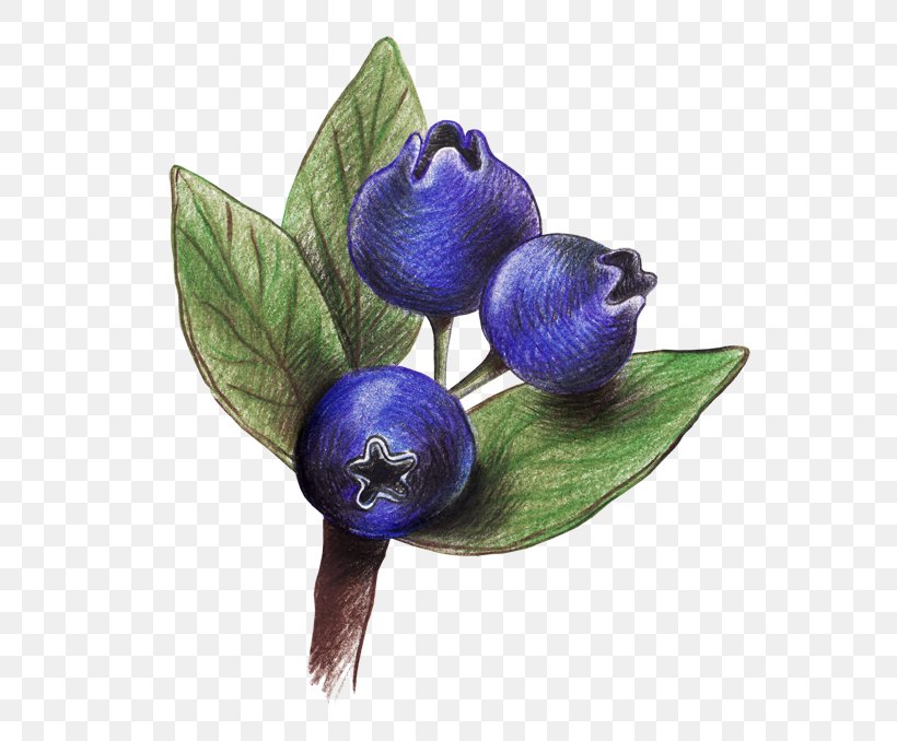 Drawing Blueberry Colored Pencil, PNG, 600x678px, Drawing, Art, Berry, Blueberry, Color Download Free