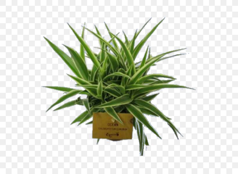 Flowerpot Houseplant Tropical Woody Bamboos, PNG, 600x600px, Flowerpot, Aloe, Arecaceae, Cactaceae, Flower Download Free