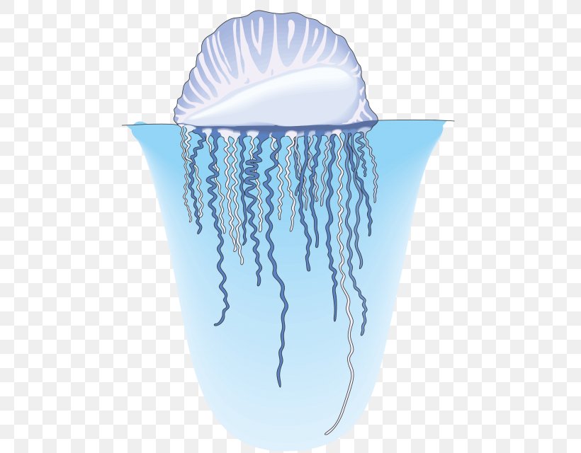 Jellyfish Nekton Aquatic Animal Water Organism, PNG, 640x640px, Jellyfish, Aquatic Animal, Benthos, Cnidaria, Drawing Download Free