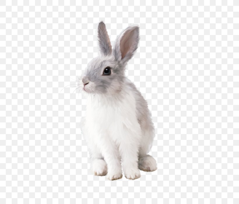 Rabbit Hare Clip Art, PNG, 700x700px, Rabbit, Domestic Rabbit, Hare, Mammal, Rabits And Hares Download Free