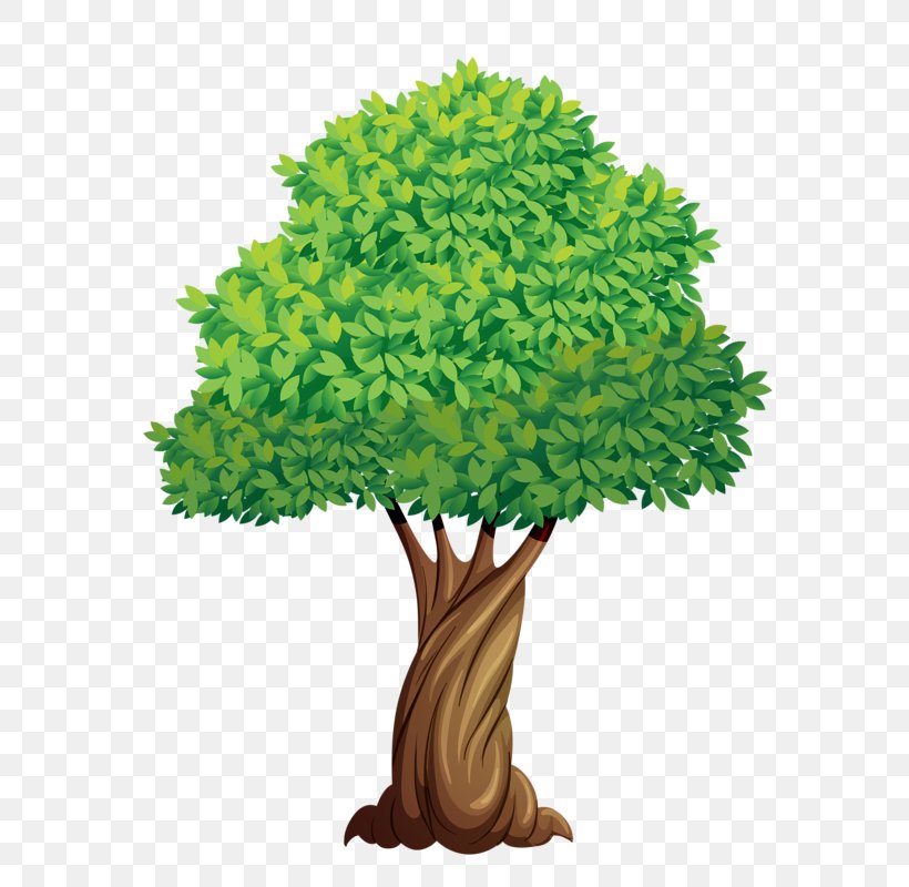 Tree Elm Plant Clip Art, PNG, 588x800px, Tree, Branch, Deciduous, Drawing, Elm Download Free