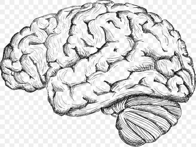 Brain Drawing Images  Free Photos PNG Stickers Wallpapers  Backgrounds   rawpixel
