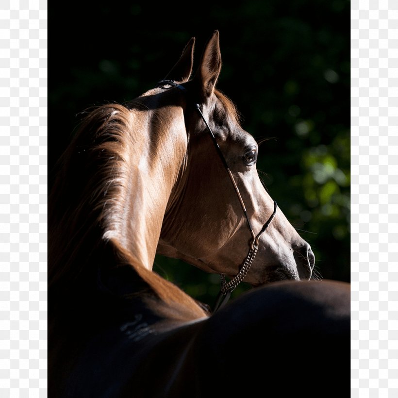 Arabian Horse Global Champions Tour Equestrian American Quarter Horse Foal, PNG, 1000x1000px, Arabian Horse, American Quarter Horse, Bay, Beridare, Bridle Download Free