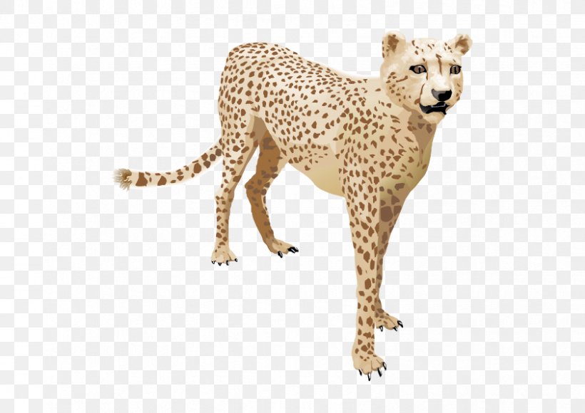 Cheetah Leopard Felinae, PNG, 842x596px, Animal, Big Cats, Carnivoran, Cat Like Mammal, Cdr Download Free