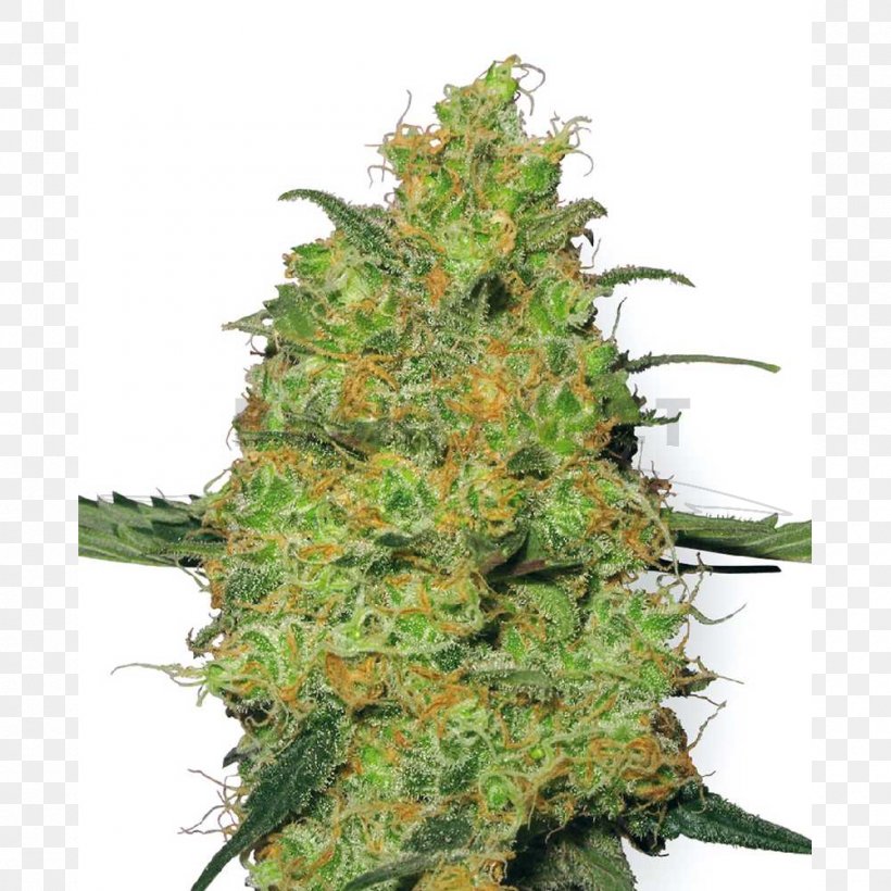 Hindu Kush Autoflowering Cannabis Seed, PNG, 1000x1000px, Hindu Kush, Autoflowering Cannabis, Cannabis, Cannabis Sativa, Charas Download Free