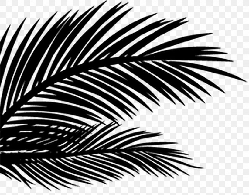 Image Photography PhotoScape Palm Trees, PNG, 1024x806px, Photography, Arecales, Attalea Speciosa, Blackandwhite, Borassus Flabellifer Download Free