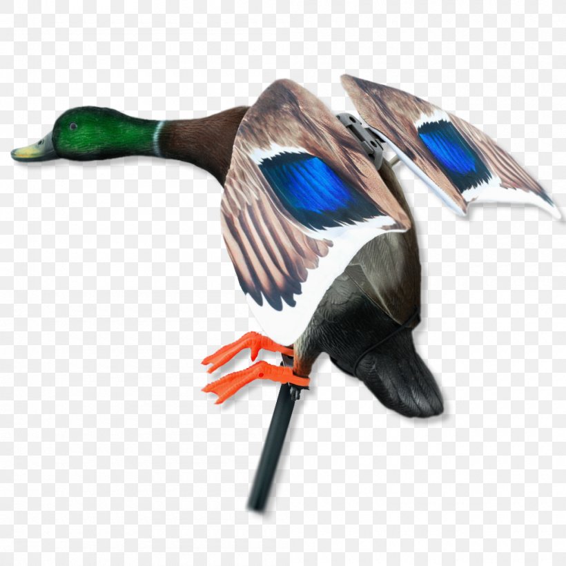Mallard Duck Waterfowl Hunting Decoy, PNG, 1000x1000px, Mallard, Beak, Bird, Dangate, Decoy Download Free