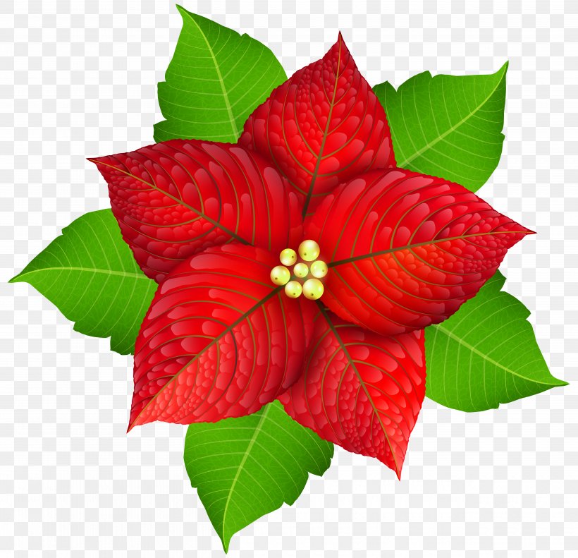 Poinsettia Christmas Flower Clip Art, PNG, 5000x4825px, Poinsettia, Christmas, Flower, Leaf, Plant Download Free