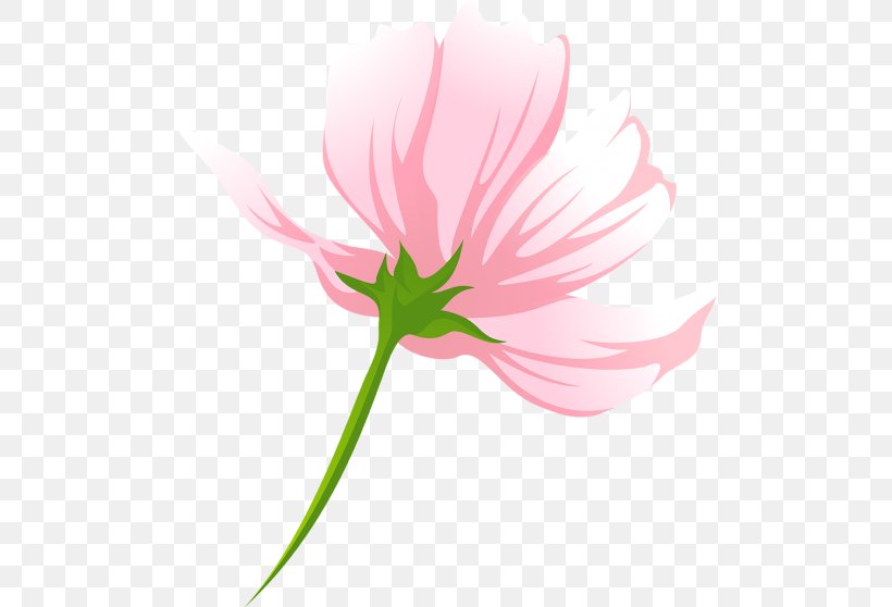 Tulip Pink M Desktop Wallpaper Petal Plant Stem, PNG, 500x558px, Tulip, Closeup, Computer, Family, Family Film Download Free