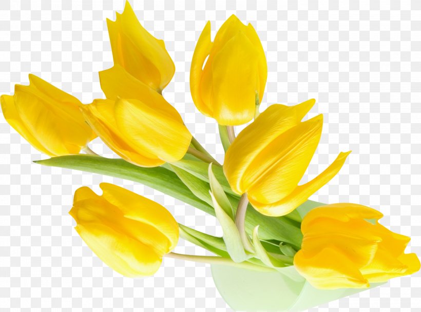 Indira Gandhi Memorial Tulip Garden Flower Yellow Desktop Wallpaper, PNG, 3000x2226px, Indira Gandhi Memorial Tulip Garden, Artificial Flower, Bud, Crocus, Cut Flowers Download Free