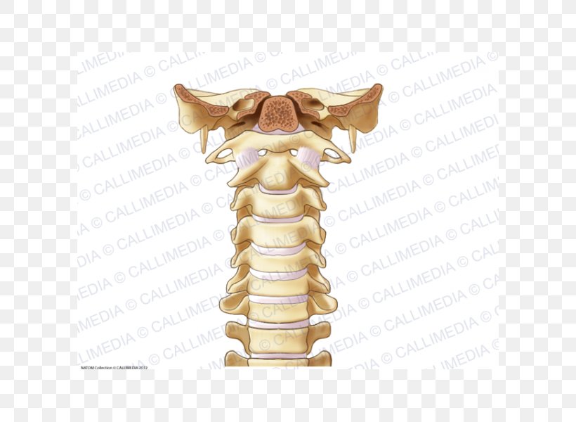 Joint Vertebral Column Bone Cervical Vertebrae Ligament, PNG, 600x600px, Joint, Anatomy, Atlantoaxial Joint, Atlantooccipital Joint, Atlas Download Free