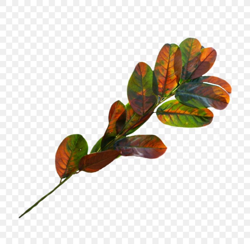 Leaf Plant Stem, PNG, 800x800px, Leaf, Branch, Plant, Plant Stem, Tree Download Free