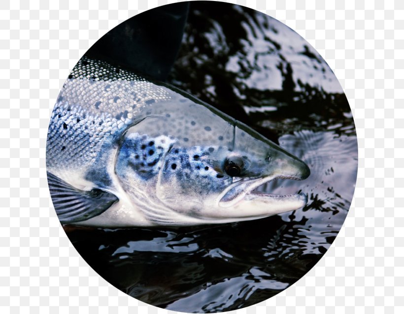 Salmon Stream Scotland Atlantic Salmon Animal, PNG, 636x636px, Salmon, Animal, Animal Feed, Atlantic Salmon, Bony Fish Download Free