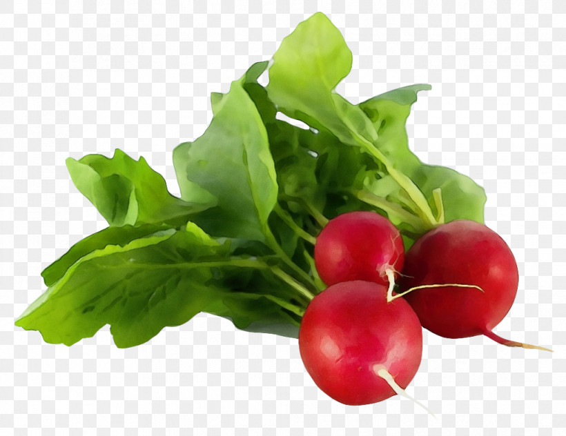 Vegetable Radish Louis Tellier N4197 Radish Peeler And Decorator Stainless Steel Fruit, PNG, 1018x785px, Watercolor, Cooking, Cucumber, Cultivated Edible Plant, Eating Download Free