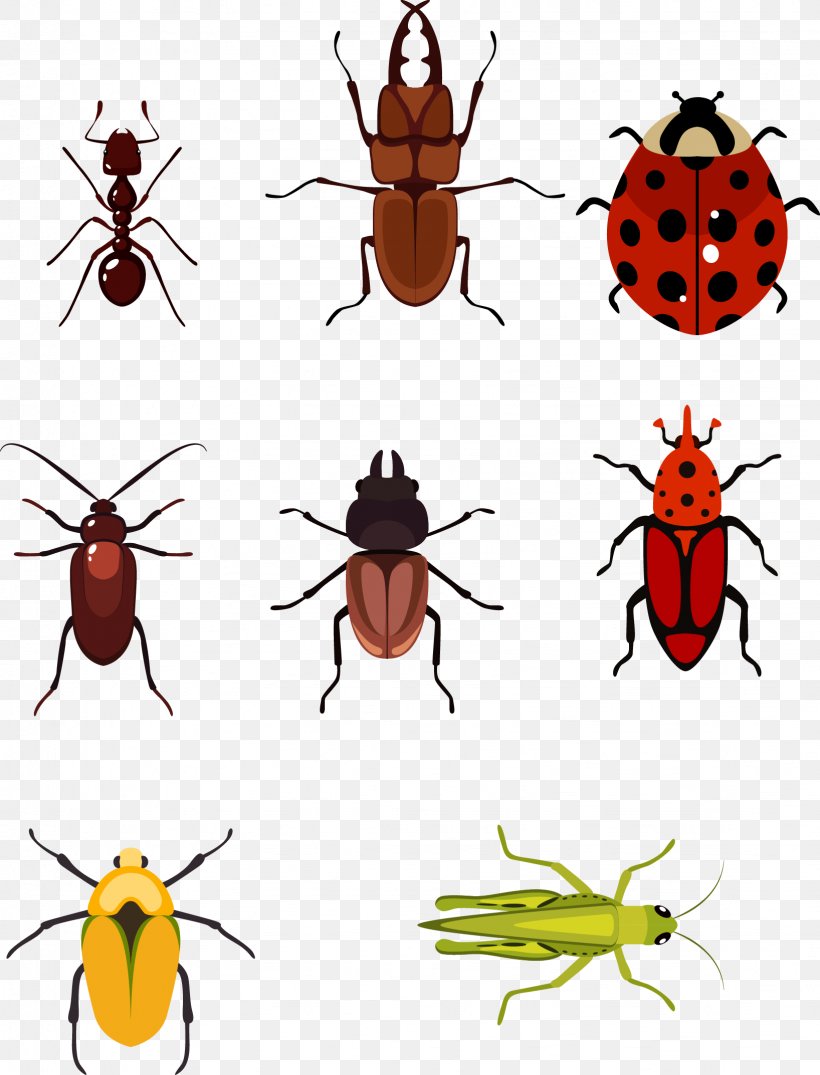 Beetle Euclidean Vector Computer File, PNG, 1636x2146px, Beetle, Arthropod, Artwork, Fly, Gratis Download Free