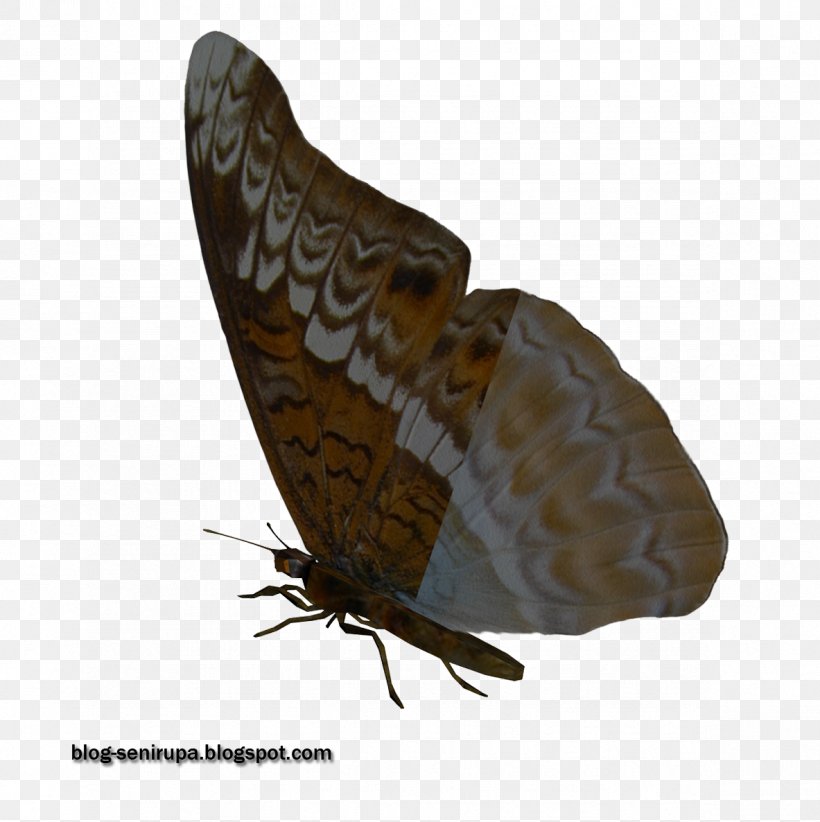 Butterfly Stock Photography Moth Visual Arts, PNG, 1183x1186px, Butterfly, Art, Arthropod, Bali, Basketball Download Free