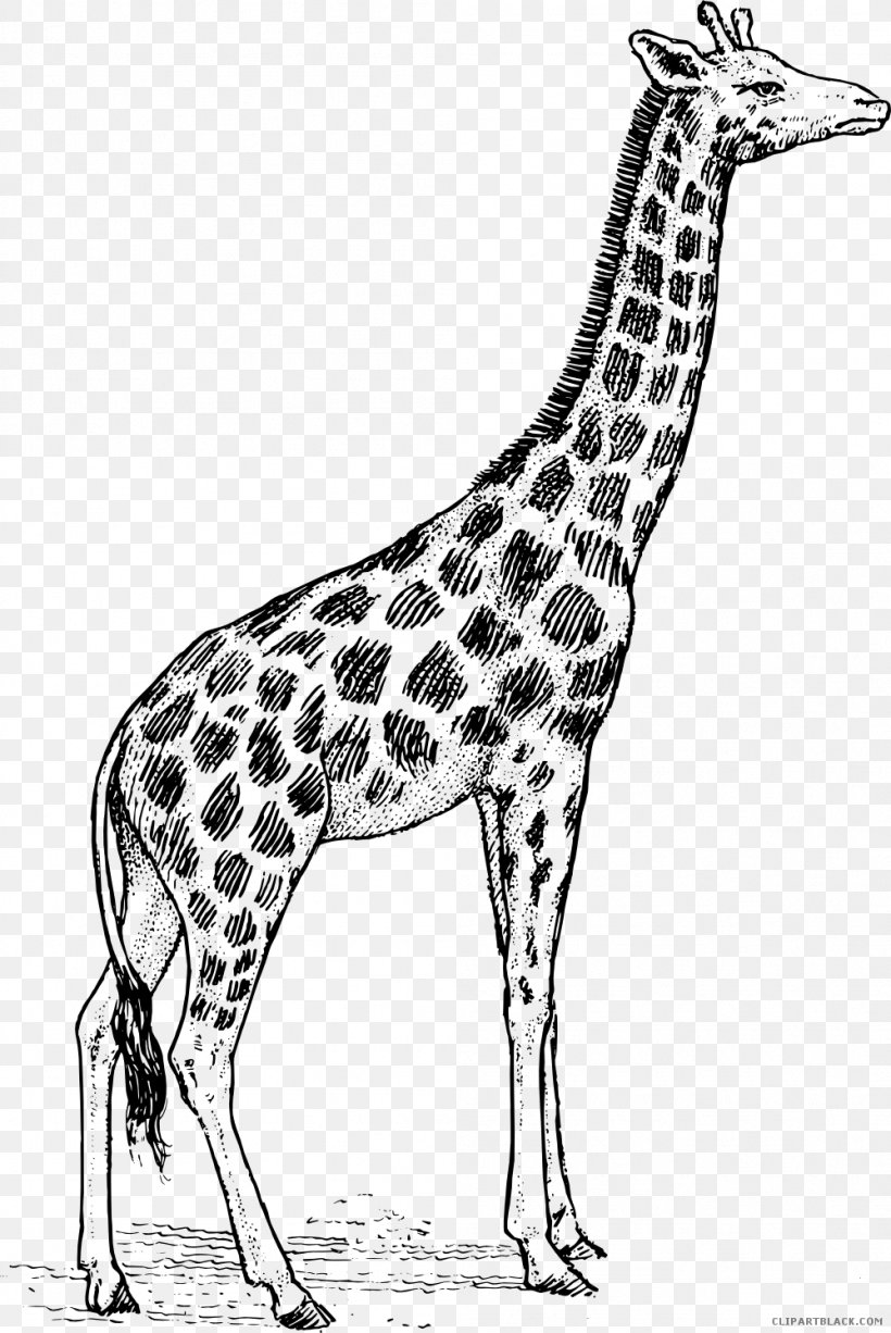 Giraffe Black And White Clip Art, PNG, 999x1494px, Giraffe, Animal, Black And White, Coloring Book, Deer Download Free