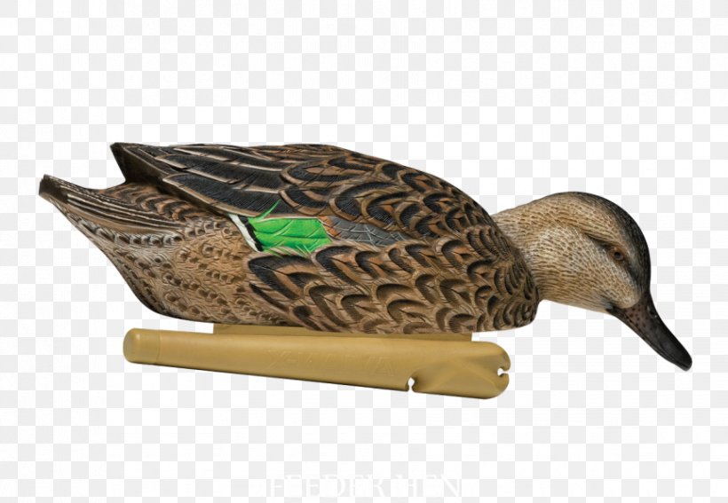 Mallard Duck Decoy Duck Decoy Anseriformes, PNG, 863x597px, Mallard, Anseriformes, Beak, Bird, Bluewinged Teal Download Free