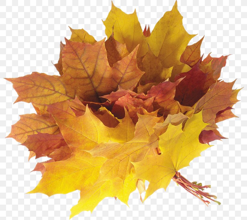 Maple Leaf Autumn Clip Art, PNG, 800x731px, Leaf, Autumn, Branch, Collage, Deciduous Download Free