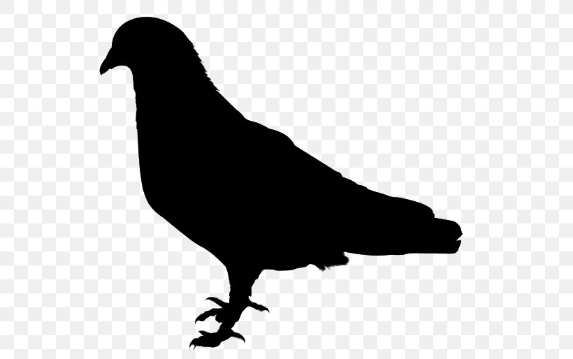 Pigeons And Doves Homing Pigeon Fantail Pigeon Indian Fantail Bird, PNG, 640x514px, Pigeons And Doves, Beak, Bird, Black, Blackandwhite Download Free
