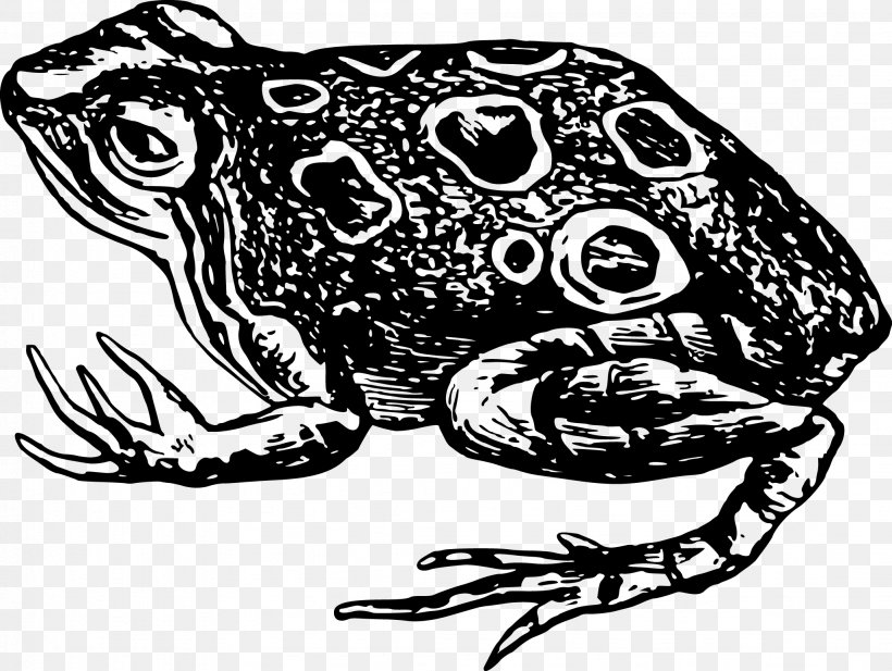 Toad Frog Amphibian Black And White Clip Art, PNG, 2054x1548px, Toad, Amphibian, Art, Black And White, Drawing Download Free