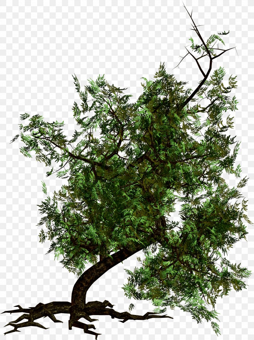 Tree Clip Art, PNG, 1917x2568px, Tree, Branch, Display Resolution, Evergreen, Flowering Plant Download Free