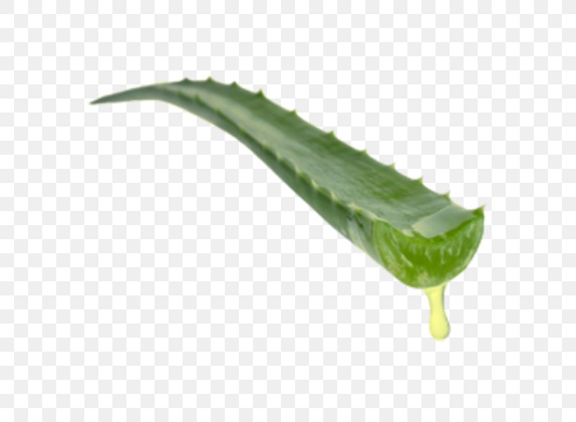 Aloe Vera Medicinal Plants Leaf Forever Living Products, PNG, 600x600px, Aloe Vera, Aloe, Aloin, Cosmopharma, Food Download Free