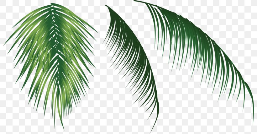 Arecaceae Flower, PNG, 800x427px, Arecaceae, Arecales, Flower, Grass, Leaf Download Free