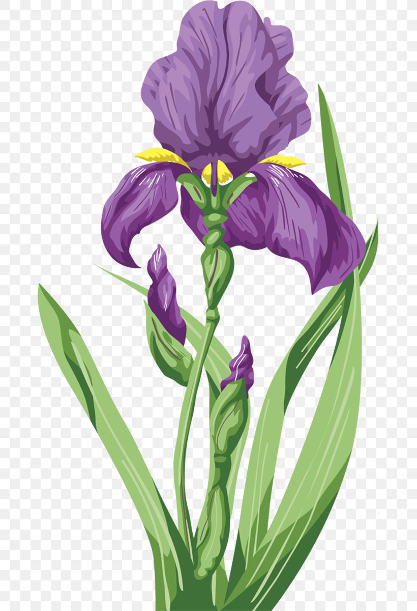 Irises Flower Wall Iris Purple, PNG, 673x1200px, Irises, Blue, Cut Flowers, Flower, Flowering Plant Download Free