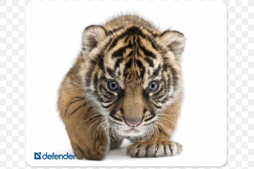 Jaguar Baby Tigers Wildlife South China Tiger Siberian Tiger, PNG, 1200x800px, Jaguar, Animal, Baby Tigers, Big Cat, Big Cats Download Free