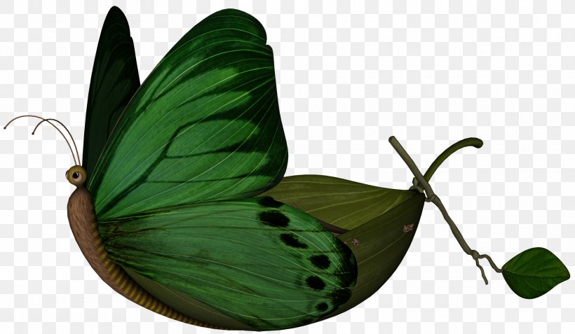 Leaf Boat, PNG, 2025x1180px, Boat, Arthropod, Brush Footed Butterfly, Butterfly, Drawing Download Free