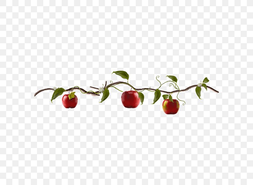 Apple Fruit Clip Art, PNG, 600x600px, Apple, Animation, Branch, Cherry, Food Download Free