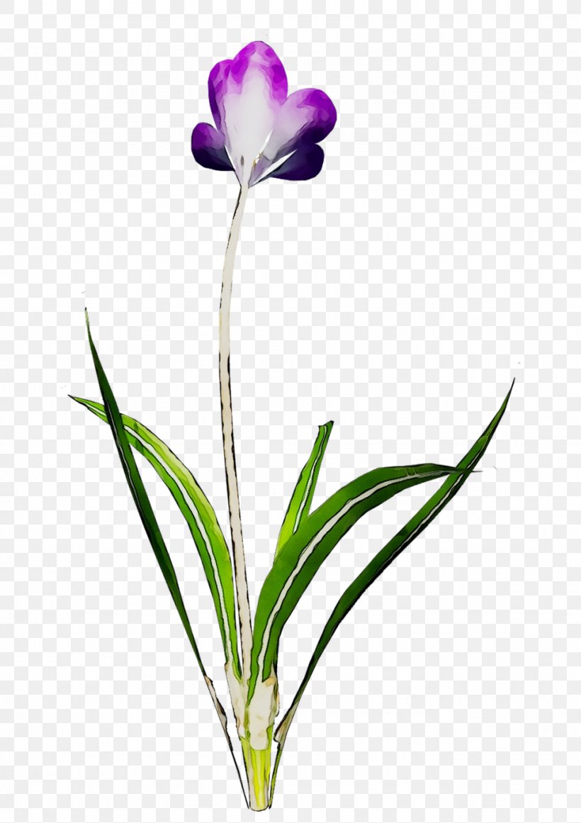 Cut Flowers Plant Stem Tulip Herbaceous Plant Purple, PNG, 973x1378px, Cut Flowers, Botany, Crocus, Family M Invest Doo, Flower Download Free
