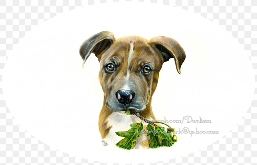 Dog Breed Black Mouth Cur Boerboel Puppy Snout, PNG, 1024x658px, Dog Breed, Black Mouth Cur, Boerboel, Breed, Carnivoran Download Free