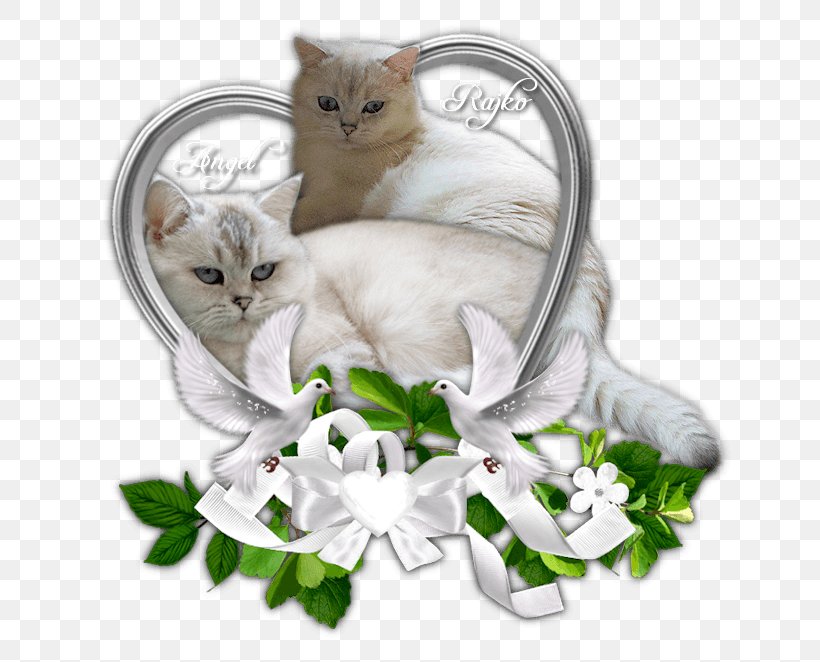 Kitten Turkish Van Whiskers Domestic Short-haired Cat British Shorthair, PNG, 662x662px, Watercolor, Cartoon, Flower, Frame, Heart Download Free