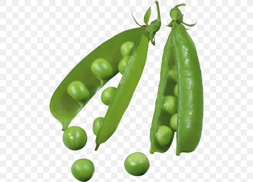 Pea Icon, PNG, 500x590px, Pea, Bean, Broad Bean, Commodity, Edamame Download Free