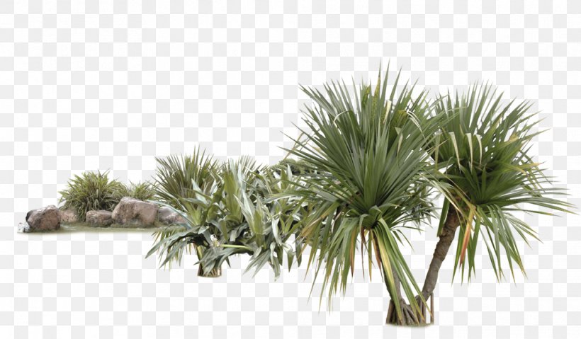 Tree Euclidean Vector Coconut Tropics, PNG, 1013x592px, Tree, Arecales, Coconut, Flowerpot, Grass Download Free